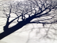 03364cl - Snowtree in the back yard.jpg